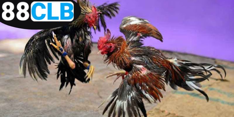 Mẹo Đá Gà Thắng Lớn - Chiến Thuật Đỉnh Cao Cho Người Chơi 4 chia-se-meo-da-ga-giup-ban-thang-lon